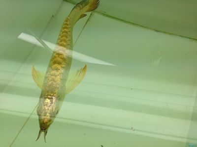 金龍魚樣子介紹（金龍魚以其獨(dú)特的體型、顏色、鱗片、鰭和其他特征部位而著稱） 龍魚百科 第2張