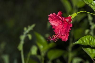 深圳哪里有龍魚批發(fā)市場?。ㄉ钲邶堲~購買地點） 龍魚百科 第4張