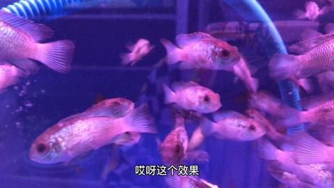 翡翠鳳凰魚繁殖水質要求（翡翠鳳凰魚的繁殖水質要求） 觀賞魚市場（混養(yǎng)魚） 第2張