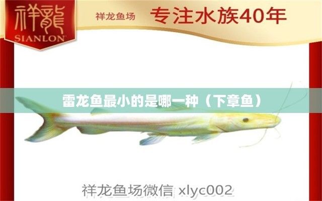 哪種雷龍魚(yú)體型最小呢（雷龍魚(yú)體型最小的品種是短體雷龍魚(yú)，養(yǎng)殖者需注意以下幾點(diǎn)）