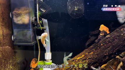 雷龍魚會(huì)裝死嗎（雷龍魚會(huì)裝死嗎，雷龍魚裝死前的征兆） 龍魚百科 第1張