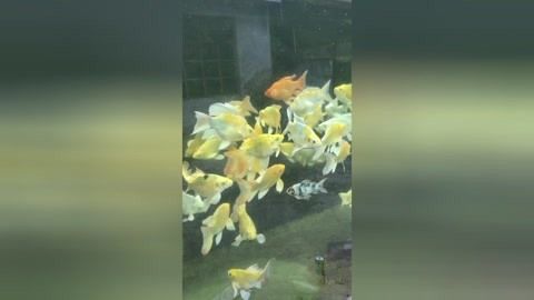 蝴蝶鯉魚苗繁殖期如何選親魚（蝴蝶鯉魚苗繁殖期的飼料選擇） 觀賞魚市場（混養(yǎng)魚） 第4張