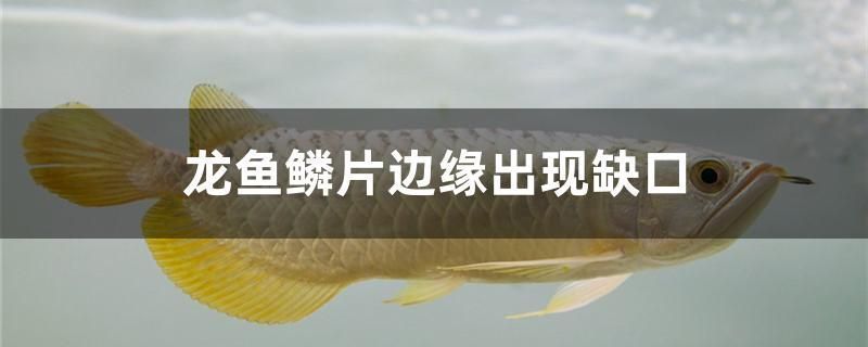 青龍魚苗價格走勢（青龍魚苗價格受到多種因素的影響） 龍魚百科 第2張