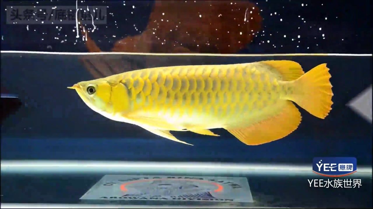 龍魚(yú)打包麻藥多久能恢復(fù)（龍魚(yú)打包麻藥后恢復(fù)時(shí)間因個(gè)體差異、麻醉方式和魚(yú)的狀態(tài)而異） 龍魚(yú)百科 第3張