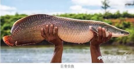 亞馬遜河魚類繁殖季節(jié)（亞馬遜河魚類繁殖季節(jié)可能因種類而異，可能因種類而異） 觀賞魚市場(chǎng)（混養(yǎng)魚） 第4張