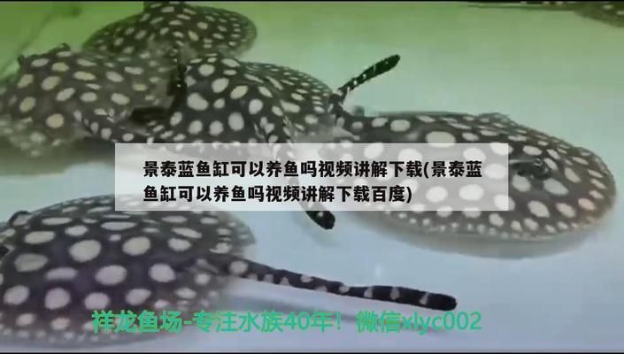 斑馬鴨嘴魚(yú)苗生長(zhǎng)速度影響因素（斑馬鴨嘴魚(yú)苗的生長(zhǎng)速度受到多種因素影響） 觀賞魚(yú)市場(chǎng)（混養(yǎng)魚(yú)） 第4張