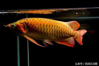 金龍魚象征（金龍魚與傳統(tǒng)文化節(jié)日的聯(lián)系，）