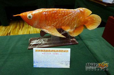 金龍魚象征（金龍魚與傳統(tǒng)文化節(jié)日的聯(lián)系，） 龍魚百科 第4張