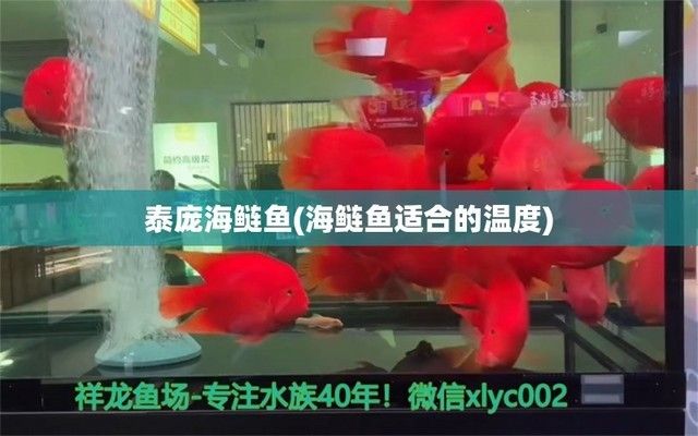 泰龐海鰱魚繁殖水溫控制技巧（泰龐海鰱魚繁殖期間水溫控制技巧） 觀賞魚市場(chǎng)（混養(yǎng)魚） 第3張