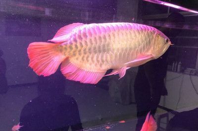 杰西卡恐龍魚(yú)繁殖水質(zhì)要求（六角恐龍魚(yú)繁殖期飼料選擇,六角恐龍魚(yú)繁殖后護(hù)理方法） 觀賞魚(yú)市場(chǎng)（混養(yǎng)魚(yú)） 第5張