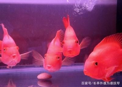 財(cái)神鸚鵡魚喂養(yǎng)與水質(zhì)關(guān)系（財(cái)神鸚鵡魚水溫波動(dòng)影響，財(cái)神鸚鵡魚水質(zhì)偏酸處理） 觀賞魚市場（混養(yǎng)魚） 第1張