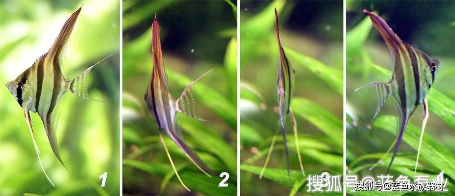 埃及神仙魚繁殖期飼料搭配（埃及品神仙魚繁殖期飼料搭配） 觀賞魚市場（混養(yǎng)魚） 第3張