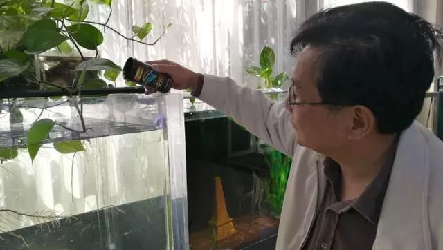 埃及神仙魚繁殖期飼料搭配（埃及品神仙魚繁殖期飼料搭配） 觀賞魚市場（混養(yǎng)魚） 第1張