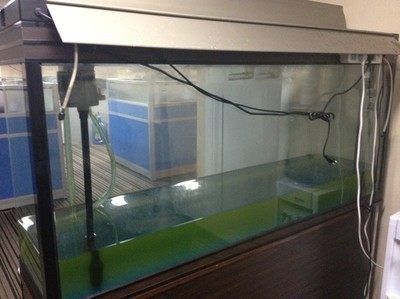 龍魚入缸幾天換水比較好（新龍魚入缸后如何換水） 龍魚百科 第5張