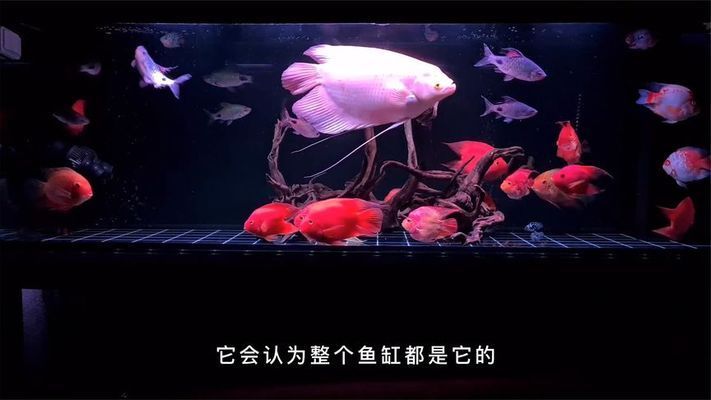 招財(cái)貓魚最佳混養(yǎng)伙伴（招財(cái)貓魚與其他魚類混養(yǎng)的最佳伙伴） 觀賞魚市場(chǎng)（混養(yǎng)魚） 第3張