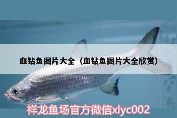 帝王血鉆適宜混養(yǎng)魚種（帝王血鉆混養(yǎng)水質(zhì)管理技巧,混養(yǎng)魚種疾病預(yù)防方法） 觀賞魚市場（混養(yǎng)魚） 第1張