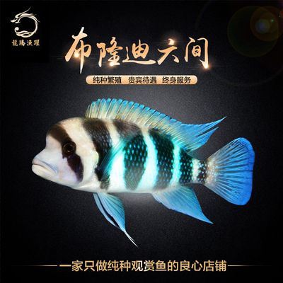 金龍魚銷售待遇如何樣（金龍魚銷售崗位工作壓力大嗎） 龍魚百科 第5張