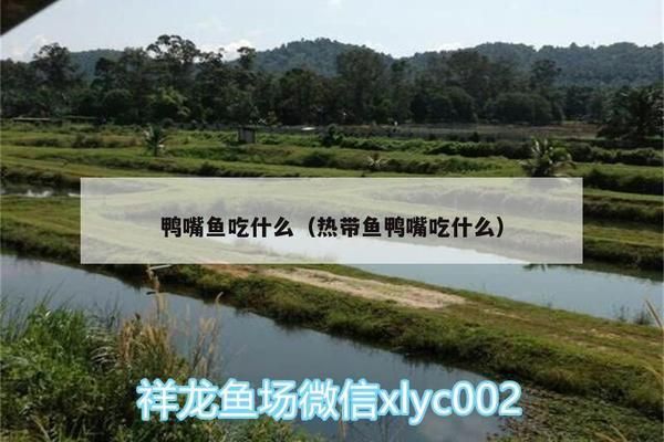 月光鴨嘴魚的飲食習(xí)慣（如何挑選優(yōu)質(zhì)魚糧，月光鴨嘴魚健康指標，月光鴨嘴魚養(yǎng)殖技巧） 觀賞魚市場（混養(yǎng)魚） 第2張