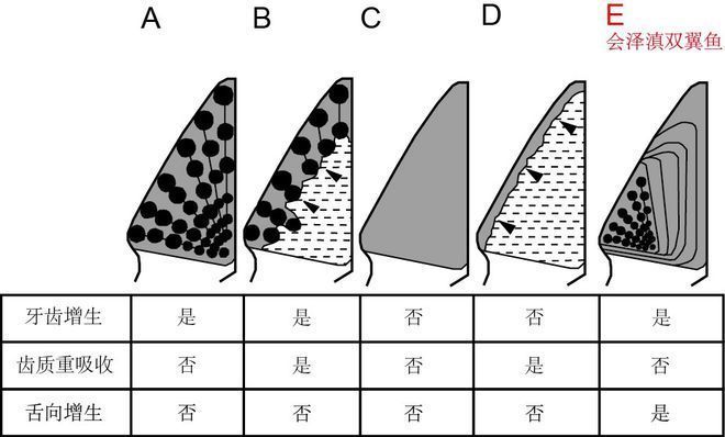 肺魚(yú)在生態(tài)系統(tǒng)中的角色（肺魚(yú)在生態(tài)系統(tǒng)中扮演著多重角色） 觀賞魚(yú)市場(chǎng)（混養(yǎng)魚(yú)） 第5張