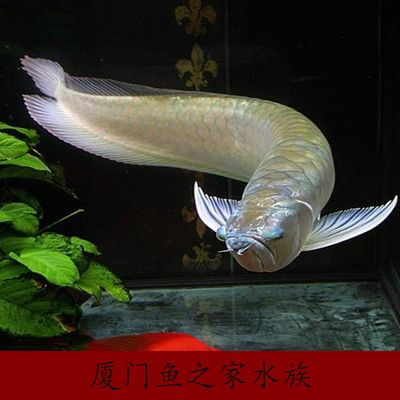 龍魚世家網(wǎng)站官網(wǎng)（珠海龍魚世家水族館） 龍魚百科 第3張