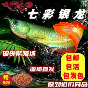 銀龍魚(yú)苗批發(fā)平臺(tái)推薦（銀龍魚(yú)批發(fā)平臺(tái)推薦） 觀賞魚(yú)市場(chǎng)（混養(yǎng)魚(yú)） 第5張