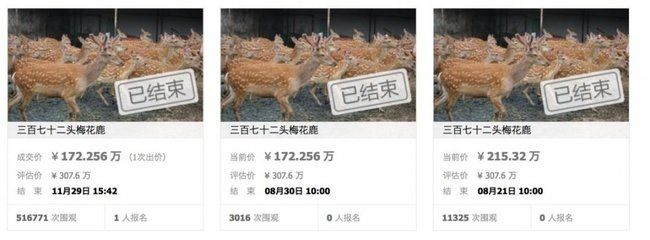 金龍魚最高成交價（金龍魚在拍賣市場上的最高成交價1.58億元） 龍魚百科 第2張