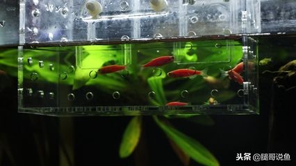 斑馬魚(yú)繁殖期飼料選擇（斑馬魚(yú)繁殖期飼料品牌推薦） 觀賞魚(yú)市場(chǎng)（混養(yǎng)魚(yú)） 第1張