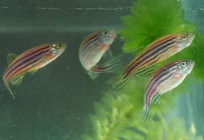 斑馬魚(yú)繁殖期飼料選擇（斑馬魚(yú)繁殖期飼料品牌推薦） 觀賞魚(yú)市場(chǎng)（混養(yǎng)魚(yú)） 第5張