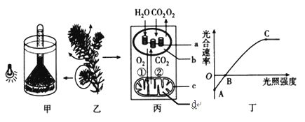 龍魚喂什么長的快一點(diǎn)好養(yǎng)（龍魚喂養(yǎng)常見誤區(qū)解析龍魚的喂食策略對(duì)龍魚的影響）