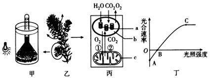 龍魚喂什么長的快一點(diǎn)好養(yǎng)（龍魚喂養(yǎng)常見誤區(qū)解析龍魚的喂食策略對(duì)龍魚的影響）