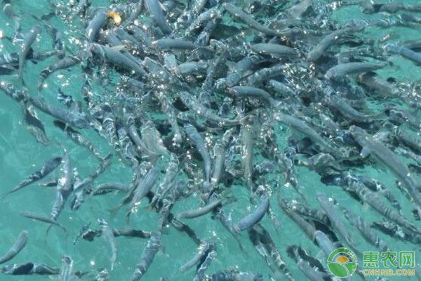 繁殖后魚苗空間規(guī)劃建議（繁殖后魚苗的空間規(guī)劃建議） 觀賞魚市場(chǎng)（混養(yǎng)魚） 第1張