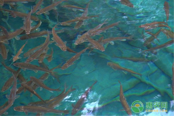 繁殖后魚苗空間規(guī)劃建議（繁殖后魚苗的空間規(guī)劃建議） 觀賞魚市場(chǎng)（混養(yǎng)魚） 第5張