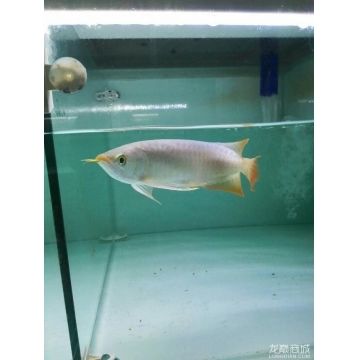 龍魚商城是什么平臺的軟件?。堲~商城與其他平臺比較，龍魚商城特色功能介紹） 龍魚百科 第1張