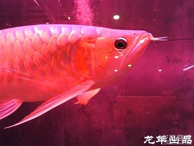 龍魚商城是什么平臺的軟件?。堲~商城與其他平臺比較，龍魚商城特色功能介紹） 龍魚百科 第2張