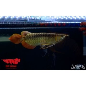 龍魚商城是什么平臺的軟件?。堲~商城與其他平臺比較，龍魚商城特色功能介紹） 龍魚百科 第3張