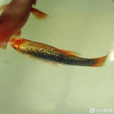 孔雀龍魚好養(yǎng)嗎怎么養(yǎng)（養(yǎng)殖孔雀龍魚的具體方法） 龍魚百科 第3張