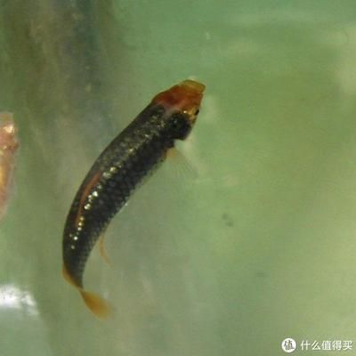 孔雀龍魚好養(yǎng)嗎怎么養(yǎng)（養(yǎng)殖孔雀龍魚的具體方法） 龍魚百科 第5張