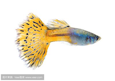 金龍魚用白色做背景如何形容（金龍魚成年后的飼養(yǎng)技巧金龍魚黑色背景的作用）