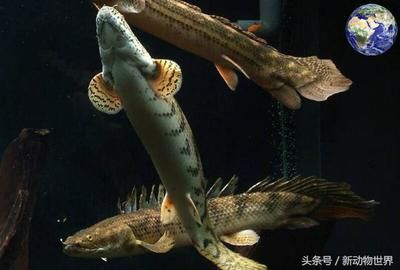 海水觀賞魚鴨嘴龍魚怎么養(yǎng)（養(yǎng)鴨嘴龍魚的注意事項） 水族問答 第4張