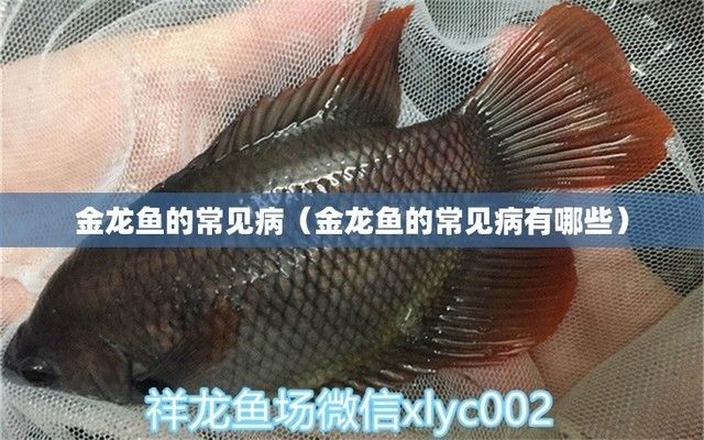 金龍魚疾病及醫(yī)治（金龍魚常見疾病及其治療方法）