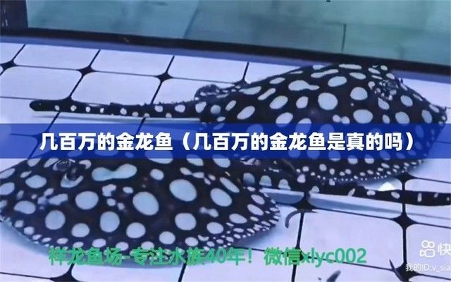 金龍魚值錢嗎是真的嗎還是假的?。ń瘕堲~是否值錢） 龍魚百科 第3張