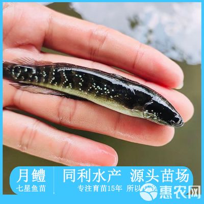 七星魚與雷龍魚的區(qū)別（七星魚和雷龍魚在外觀上有一些區(qū)別，七星魚和雷龍魚的區(qū)別） 龍魚百科 第4張