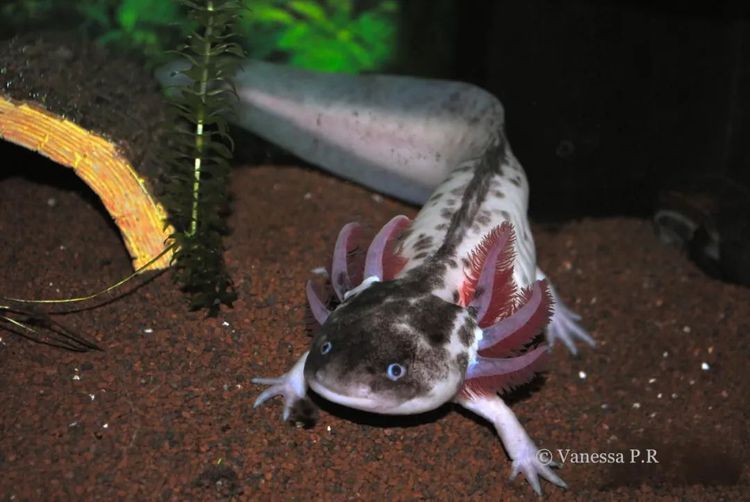 六角恐龍魚(yú)怎么喂食物（六角恐龍魚(yú)喂食后多久消化，六角恐龍魚(yú)喂食量標(biāo)準(zhǔn)推薦）