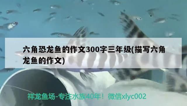 六角恐龍魚作文300字三年級(jí)（《可愛的六角恐龍魚》六角恐龍魚的繁殖方法，如何飼養(yǎng)六角恐龍魚） 龍魚百科 第1張