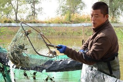 龍魚(yú)小苗適合吃什么食物（如何自制龍魚(yú)小苗飼料，龍魚(yú)小苗食物新鮮度判斷） 龍魚(yú)百科 第3張