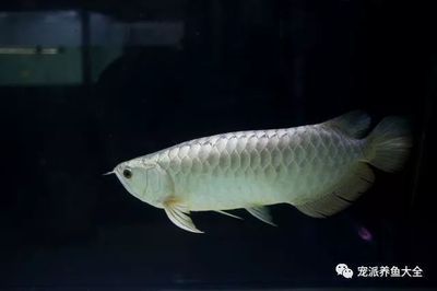 如何選擇銀龍魚（如何挑選銀龍魚？） 龍魚百科 第5張