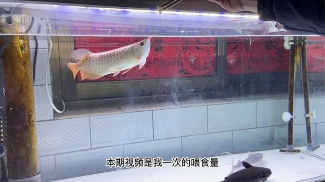 龍魚喂小龍蝦（如果將小龍蝦喂給龍魚會有什么后果？） 龍魚百科 第1張