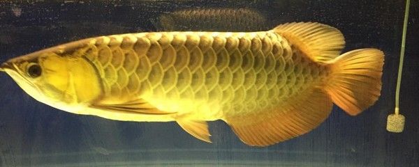 龍魚多少天換一次水（關(guān)于龍魚換水頻率的一些建議） 龍魚百科 第4張