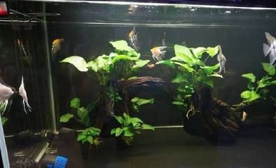 龍魚入新缸多久可以換水（新買的龍魚入缸三天后可以開始換水，換水前后應(yīng)注意哪些事項） 龍魚百科 第3張