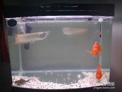 龍魚入新缸多久可以換水（新買的龍魚入缸三天后可以開始換水，換水前后應(yīng)注意哪些事項） 龍魚百科 第4張